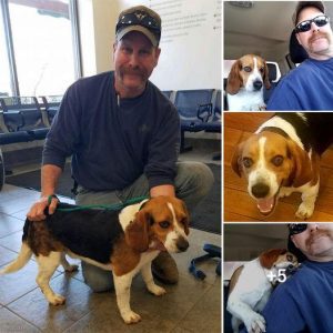 Saved from euthanasia at a shelter, a grateful beagle showers his rescuer with hugs.lqh