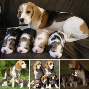 “Celebrating Motherhood: Beagle Welcomes Four Beautiful Puppies into the World”.lqh