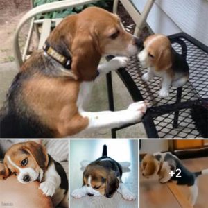 The independent life of an abandoned Beagle puppy after its mother’s final farewell kiss moves many to tears.lqh