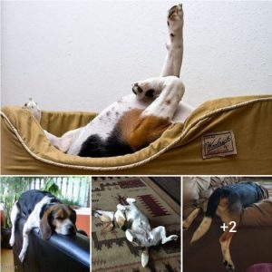 TN “Beagle Shenanigans: Hilarious Naptime Antics That Will Leave You in Stitches”