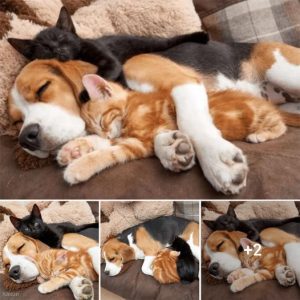 The Reluctant Beagle Becomes A Babysitter For Two Kittens, An Unbreakable Bond Of Affection.lqh