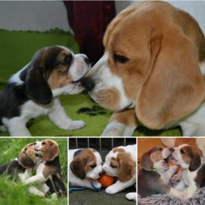 Heartwarming Moments: The Innocence of a Beagle Pup Melts Hearts.lqh