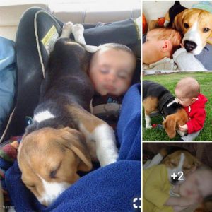 “Beagle – The Friendly and Warm Companion of Newborns”.lqh