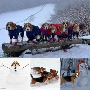 “Snowbound with Beagles: A Fun-filled Winter Escapade with Frosty Noses and Lots of Laughter!”.lqh