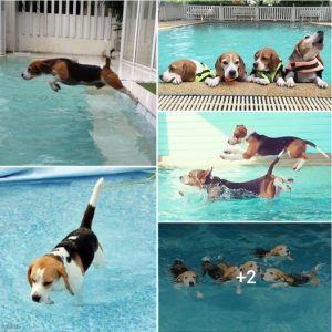 “Summer Kickoff: Dive into the Pool with Mighty Beagle Swim Competition”.lqh