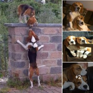 A beautiful ending to a love that knew no bounds, the two Beagle dogs now share a home after a passionate kiss by the wall that once separated their families.lqh