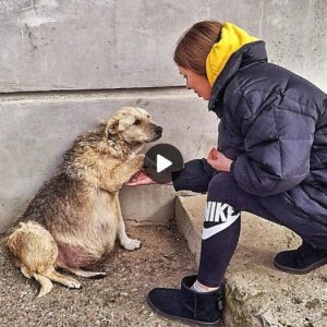 The street dog’s urgent plea is clear as it grasps my hand, its eyes silently begging for help.lqh