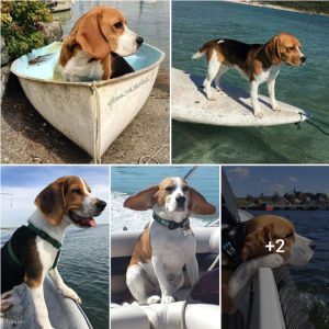 Everyday Adventures: The Adorable Beagle’s Love for Boat Rides.lqh