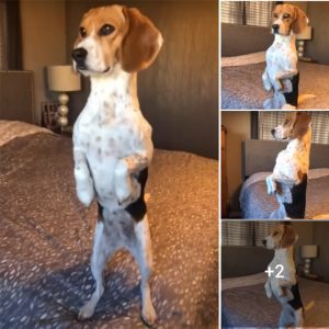 TN A Tale of Canine Jealousy: Luna’s Adorable Gopher Pose Captivates Hearts