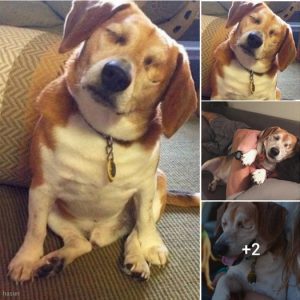 The Heartwarming Tale of a Blind Beagle Finding Love and Hope with His New Mom, Defying Loneliness and Embracing a Bright Tomorrow .lqh