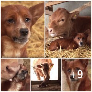 Heartbreaking Puppy Separated from Adoptive Cow Mother Reunites in a Beautiful Moment.lqh