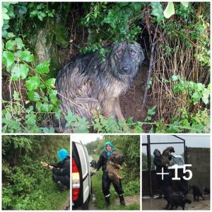 A faithful dog, abandoned, waits in the pouring rain for its family to come back, displaying incredible loyalty.lqh