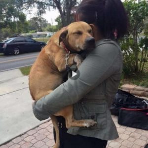 After 630 days in the shelter, Lucky the dog finally found a new home. He drifted into a peaceful slumber in his new owner’s arms, bringing tears to the eyes of onlookers.lqh