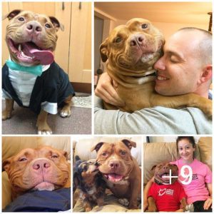 A shelter pit bull saved by caring owners can’t help but smile after finally finding love and a forever home.lqh