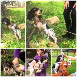 Abandoned to die, a dog faces a cruel fate as heartless individuals tie her to a tree instead of rescuing her.lqh