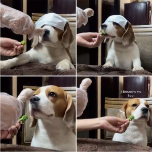 Beagle Takes on Blindfolded Veggie Challenge.lqh