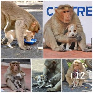 A monkey takes in a puppy, shields it from stray dogs, and graciously lets it eat first, displaying an extraordinary bond and nurturing instincts.lqh