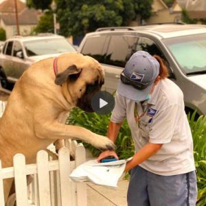 Every day at 8 a.m., Molly, the 180-pound dog, eagerly waits at the fence gate to greet the mailwoman with a warm hello and a tight hug.lqh