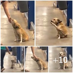 Left at the entrance of a supermarket, a dog seeks a new home, using endearing gestures that melt the hearts of those nearby.lqh