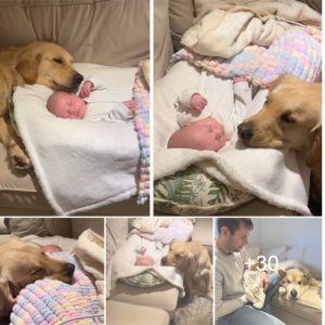 Bound by Love: Golden Retriever Forms an Unbreakable Bond with a Newborn, Becoming Their Constant Best Friend.lqh