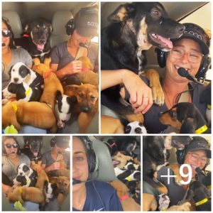 A team of dog enthusiasts rescues 27 puppies from euthanasia by transporting them in a small plane, offering these adorable pups a second shot at life and a caring forever family.lqh