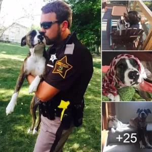 Unwanted Dog Dumped At Park Gets Adopted By The Cop That Rescued Her.lqh