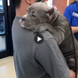 After spending 550 days in the shelter, the bulldog teared up upon being adopted, offering his new owner a tender, heartfelt hug. This emotional moment sparked profound feelings and generated a buzz on social networks.lqh