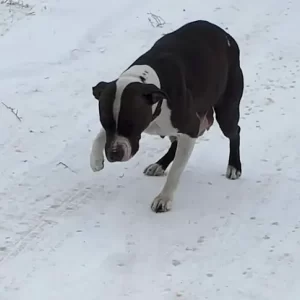 Detroit Pit Crew Rescues Mother and Babies from Harsh Michigan Winter. 0hh