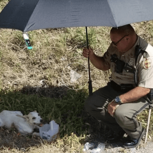 On a scorching summer afternoon, the kind-hearted state police officer sheltered the frail dog with an umbrella, discovering her exhausted and vulnerable by the roadside. With open arms, he provided comfort to the grieving canine, bringing her into a foster home and giving her a chance at a fresh start.lqh