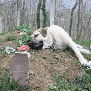 A dog’s daily journey to his master’s grave has touched the hearts of people around the world.lqh