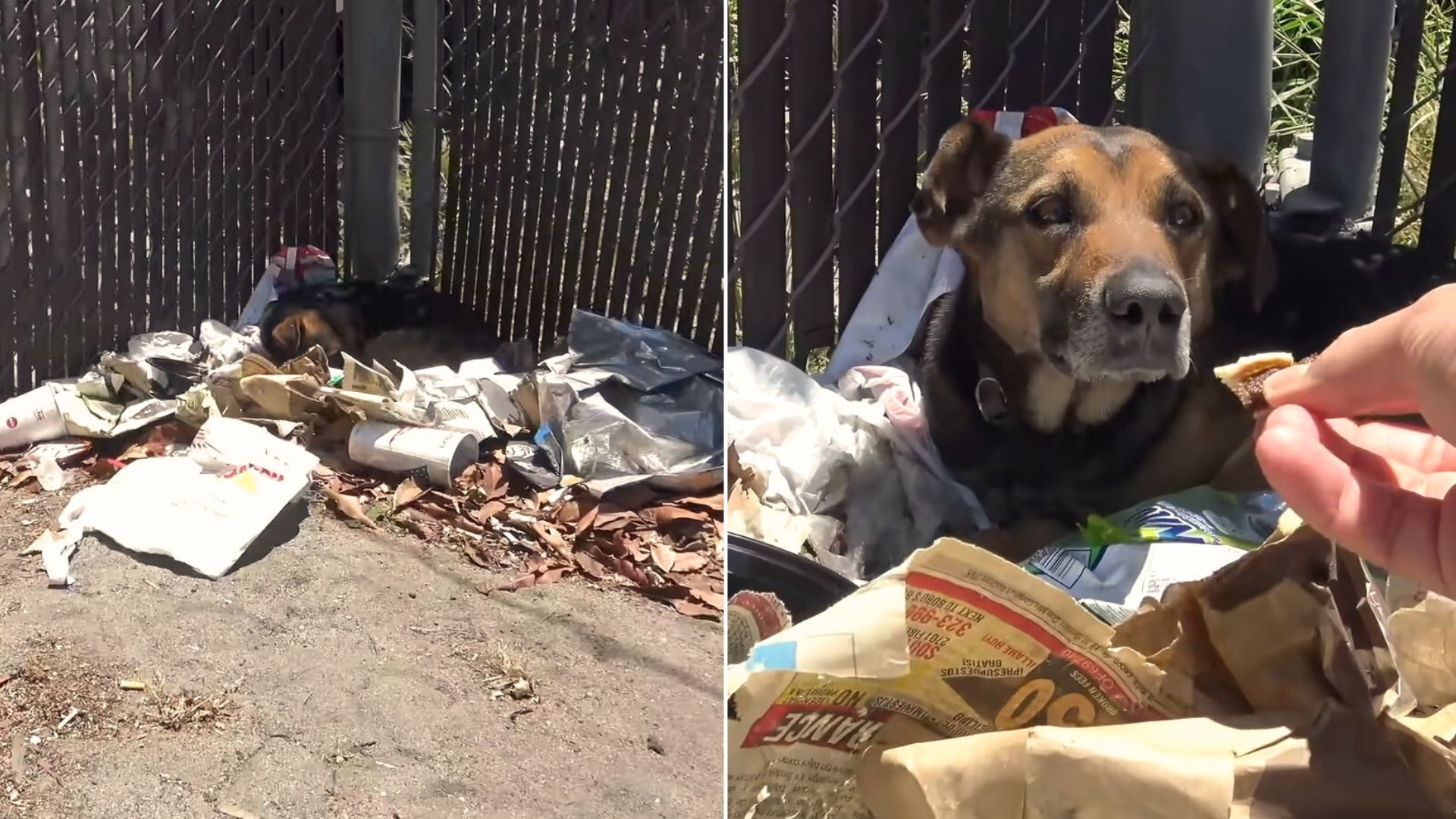 Rescuers Find A Stray Dog Living On A Pile Of Trash And Immediately Rush To Help Him