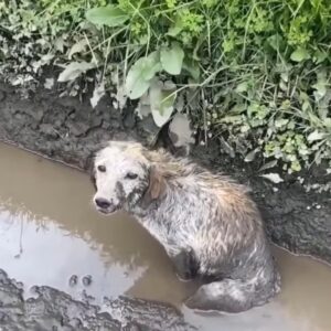 In a desperate situation in a swamp, a dog’s poignant expression begs for hope from those passing by.lqh