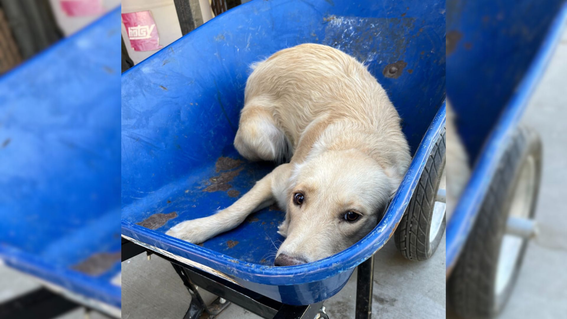 Dog Taken In A Wheelbarrow To Be Put Down Gets A Second Chance 