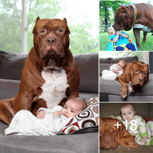 Gentle Giant: 130-Pound Dog Ensures Sweet Dreams and Joyful Days for Babies, Winning Online Community’s Hearts.lqh