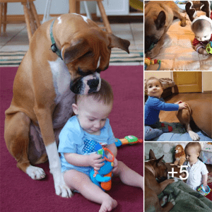 The dog’s devotion to the child while the parents are away from home fosters the love for the pet.lqh