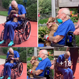 Unforgettable Bond: The touching story of a small dog’s reunion with his owner.lqh