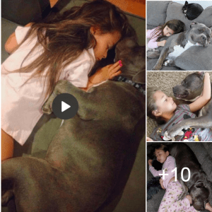 Heartwarming Bonds: Discover How a Faithful Dog Ensures a Cozy Night’s Sleep for a Little Girl Every Night.lqh