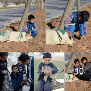 Touching Vigil: Boy’s Tender Watch Over Injured Stray Dog Sparks Hope and Compassion.lqh