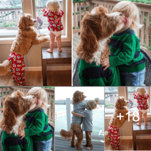 Touching Moments: Poodle and 4-Year-Old Boy Eagerly Await Dad’s Daily Return.lqh