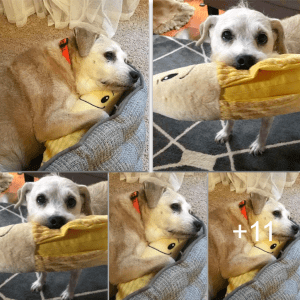 Heartwarming Tale: 20-Year-Old Dog’s Enduring Affection for Stuffed Banana Goes Viral!,lqh