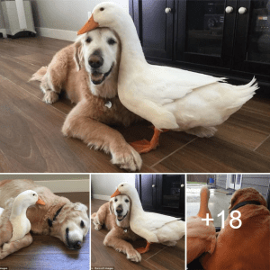 It may sound wrong, but dogs and ducks can still be friends…lqh