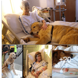 Daily, the faithful dog treks over 7 km to uplift a lone 90-year-old grandmother in the hospital, offering comfort and strength to all touched by their inspiring bond nin.lqh