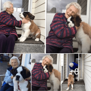 Unbreakable Bonds: Dog’s Heartwarming Mission to Befriend Lonely Widow Brings Joy.lqh