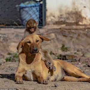 Inspiring Animal Adoption Story: Dog Nurtures Orphaned Monkey, Forms Unbreakable Bond with New Owner.lqh