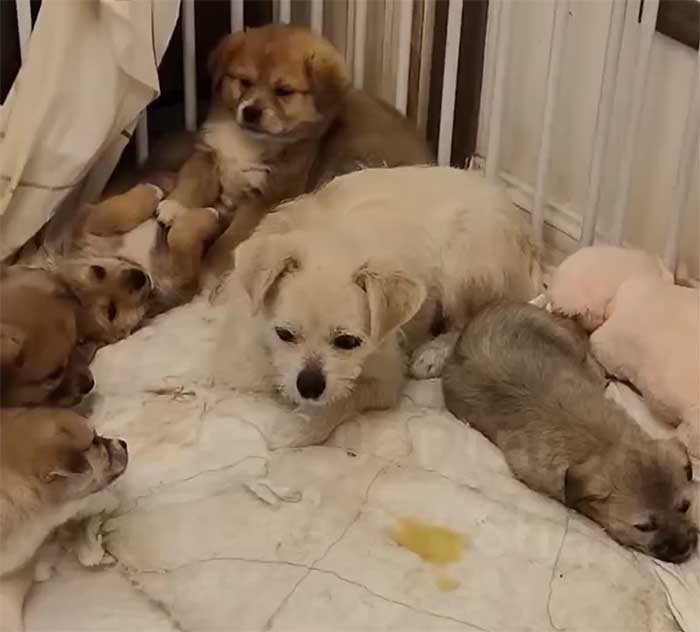 dog mom and puppies