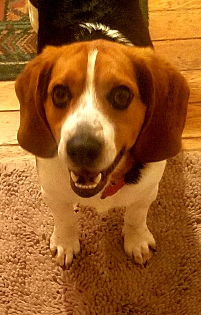 Man Rescues A Beagle From Being Euthanized In A Shelter, The Dog Can't Contain His Gratitude, Hugs His Rescuer