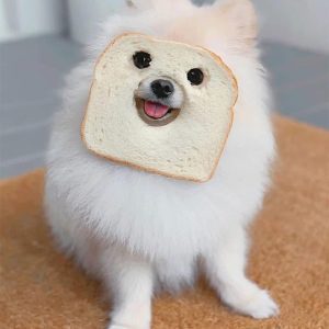 Laugh out loud: With the cutest animal snaps and cutest ‘sandwiches’ taking the Internet by storm.lqh