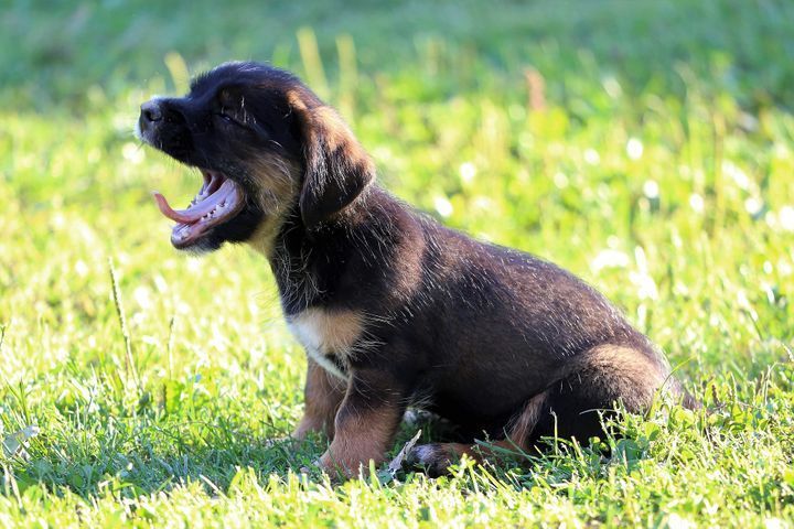 Dog Yawning