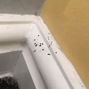 If you spot these mysterious black dots in your kitchen, you had better know what they mean