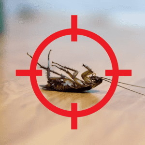 6 Easy Home Remedies for Cockroaches That Will Get Rid of Them Permanently